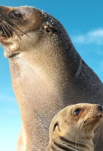 Guardians of the Galapagos