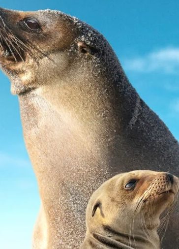 Guardians of the Galapagos