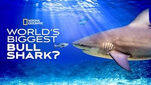 World’s Biggest Bull Shark?