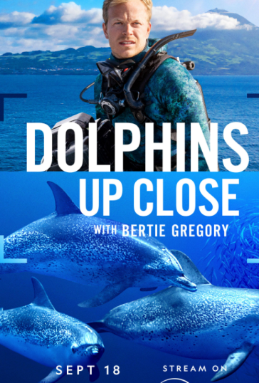 Dolphins Up Close with Bertie Gregory